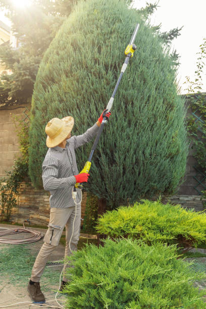 Lawn Pest Prevention in North Miami Beach, FL